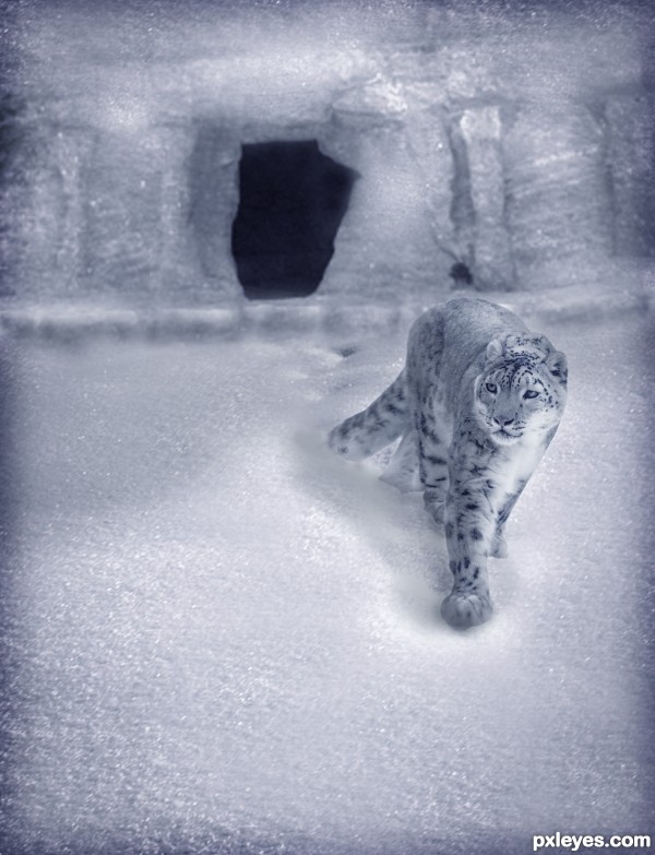 Snow Leopard