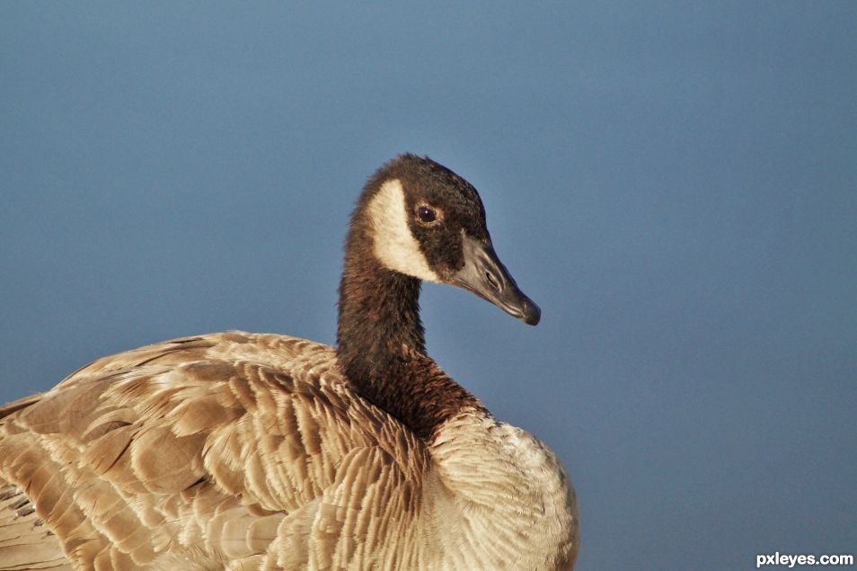 Branta canadensis specific ornithophobia