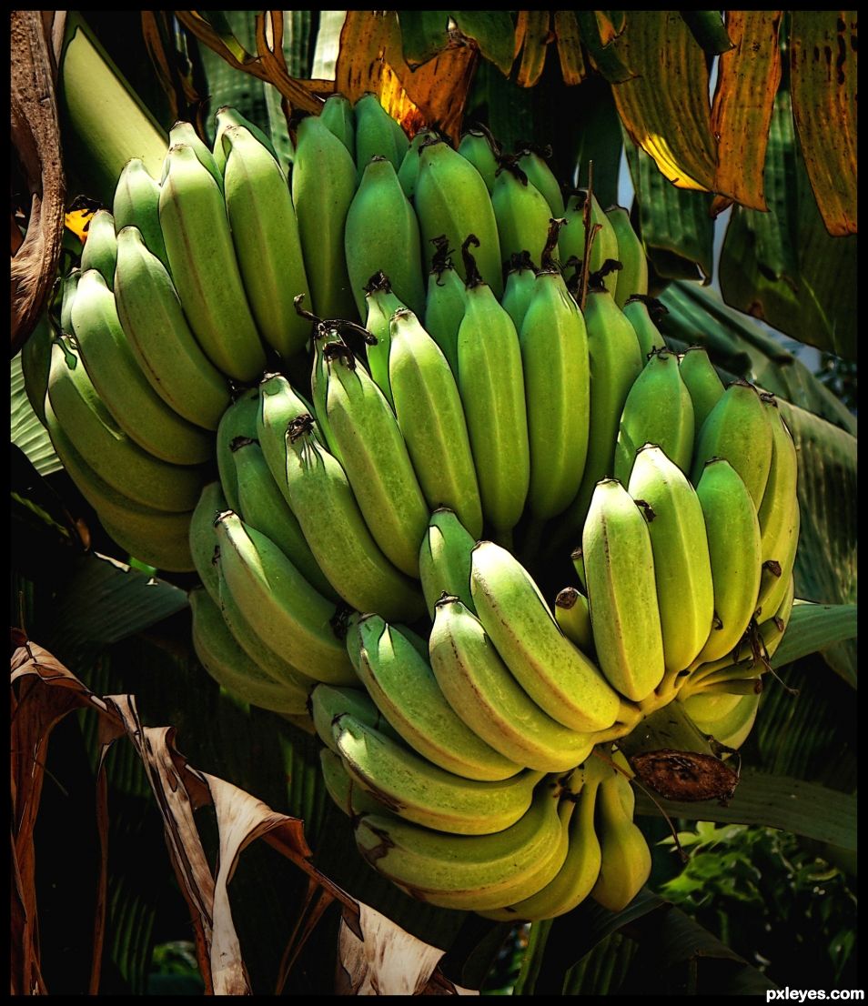 Bananaphobia