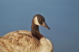 Branta canadensis specific ornithophobia