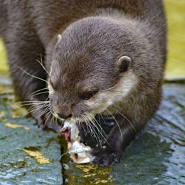 FearofOttersLUTRAPHOBIA