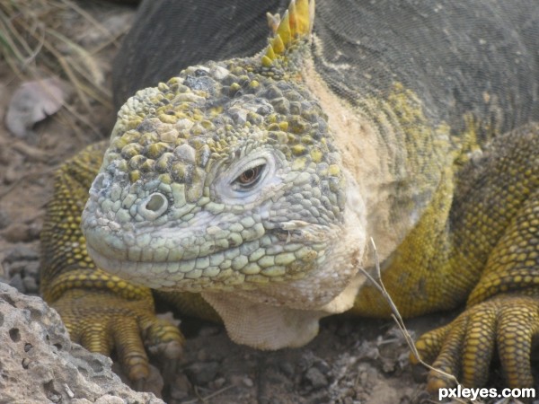 Herpetophobia-Fear of reptiles