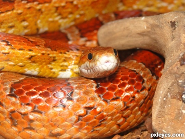 Ophidiophobia-fear of snakes