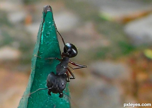 Myrmecophobia - Fear of ants