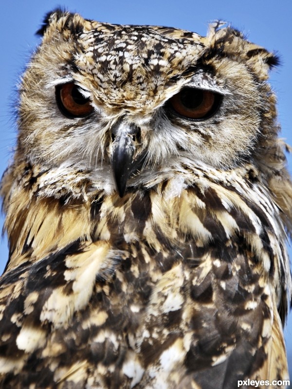 Oclophobia - Fear of owl