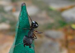 Myrmecophobia - Fear of ants