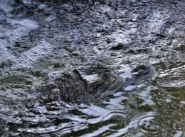 Herpetophopia