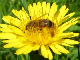 Apiphobia-fear of bees Picture