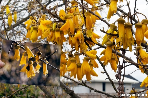 Kowhai