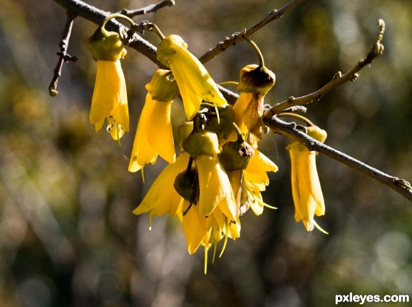 Creation of Kowhai: Step 1