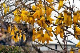 Kowhai