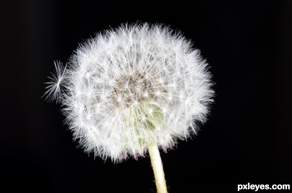 Dandelion on Black