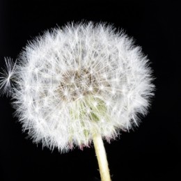 Dandelion on Black