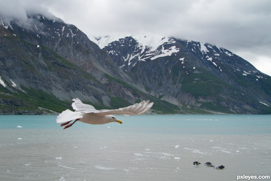 Glacier Gull