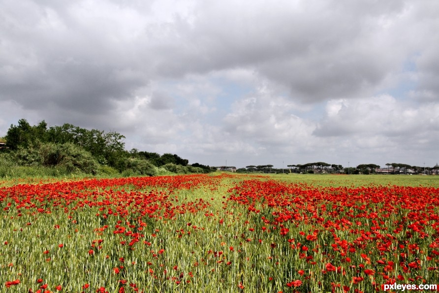 Poppies field