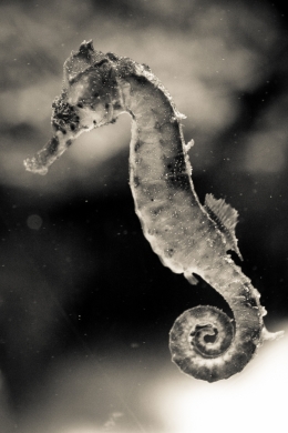 Seahorse