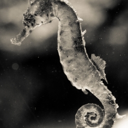 Seahorse Picture