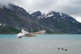 Glacier Gull