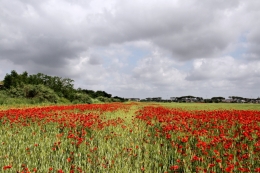 Poppies field