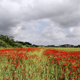 Poppiesfield