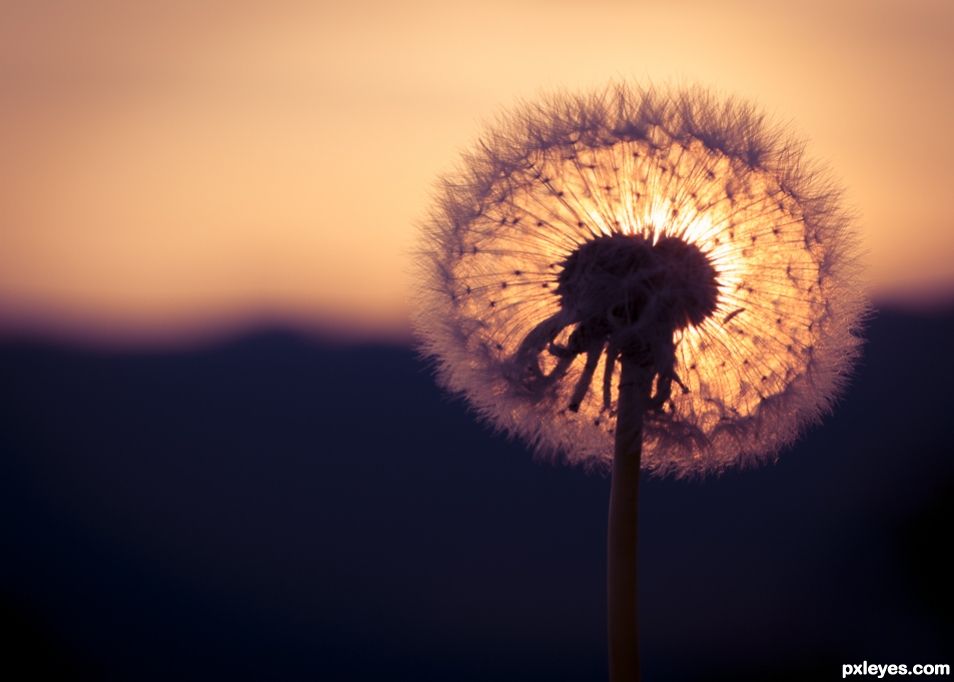 Burning Dandelion