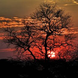 silhouettes