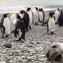 photobombed photography contest