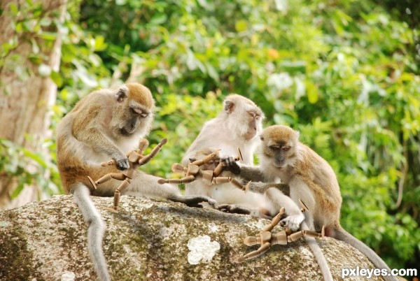 monkeys picking me