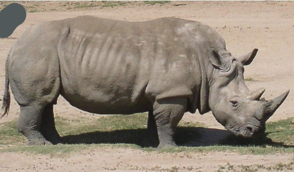 Creation of Rhino: Step 1