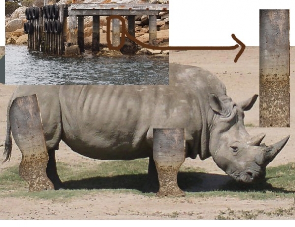 Creation of Rhino: Step 2