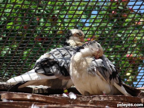 pigeon couple