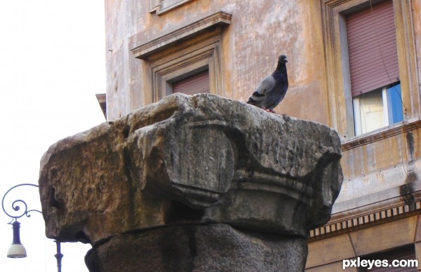 Ancient pigeon....