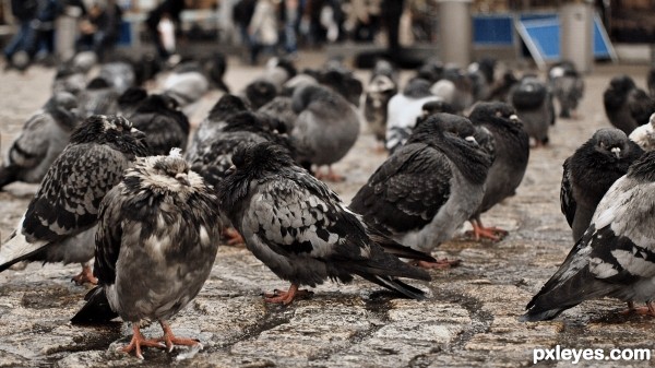 Street Pigeons