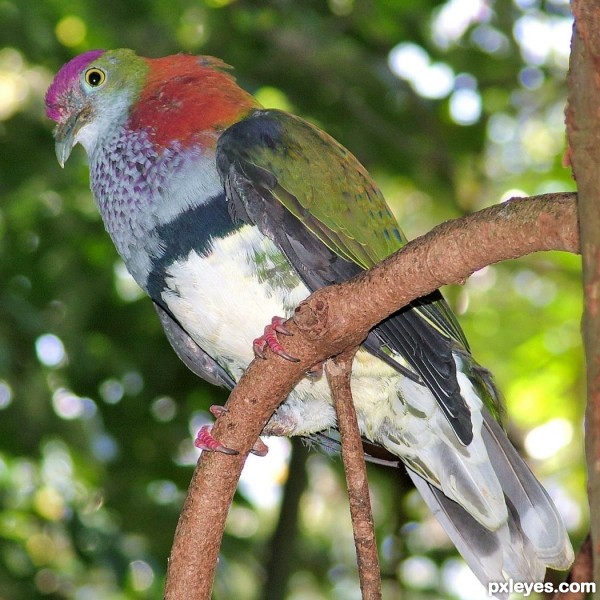 Superb Fruit-Dove