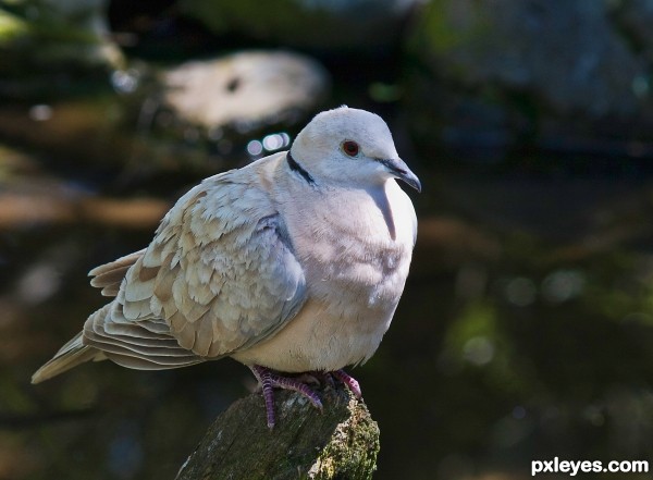 pink chested pigeon