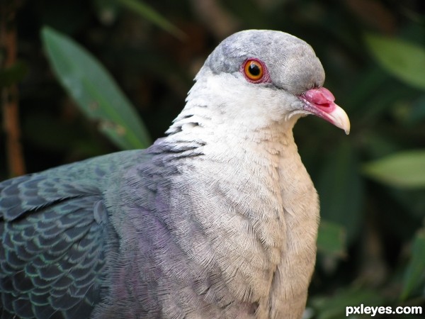 white headed pigeon