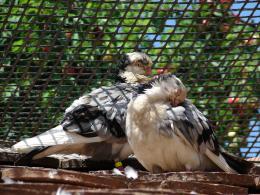 pigeon couple