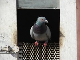 the curious neighbour