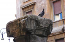 Ancient pigeon....