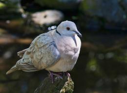 pink chested pigeon