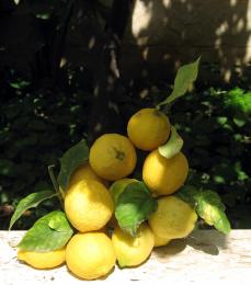 fresh lemons