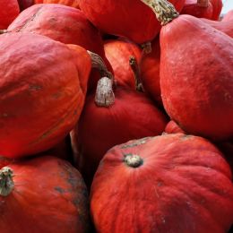 PileofGourds