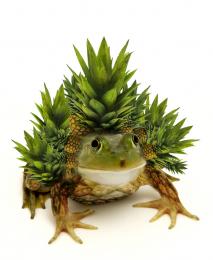 pineapplefrog