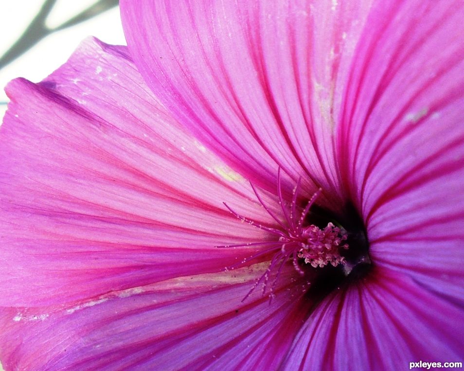 pink striped mallow