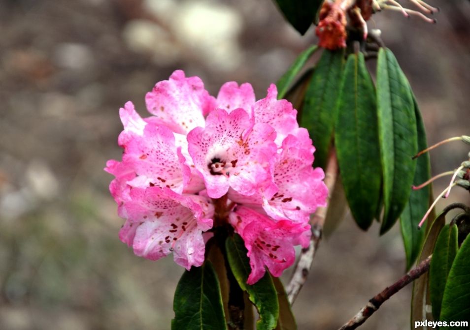 Rhododendron in April