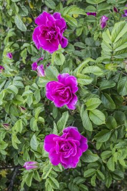  3 pink roses June 2016 