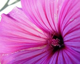 pink striped mallow