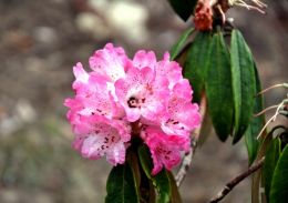 Rhododendron in April