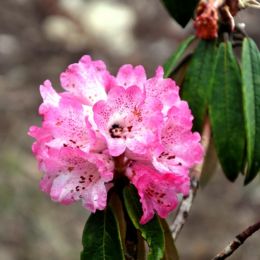RhododendroninApril