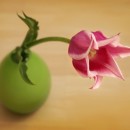 pink flower source image